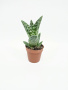 Алоэ Вариегата пестрое или тигровое / Aloe Variegata / диаметр горшка 5см, высота растения 10-12см