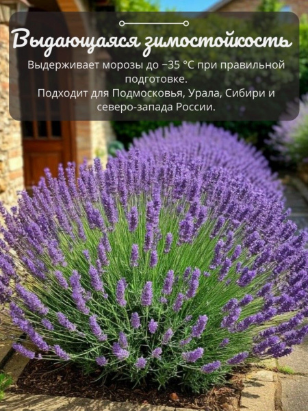 Лаванда Хидкот в горшке D10см морозостойкая
