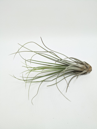 Тилландсия ситниковая Бонсай / атмосферное растение / Tillandsia Juncea Bonsai / длина 13-20см