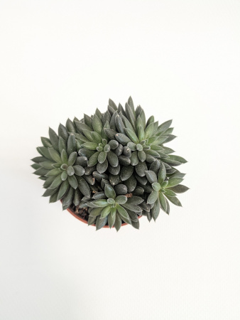 Синокрассула Юннаньская / Sinocrassula Yunnanensis / диаметр горшка 5см / высота 5-7см