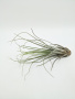 Тилландсия ситниковая Бонсай / атмосферное растение / Tillandsia Juncea Bonsai / длина 13-20см