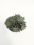Синокрассула Юннаньская / Sinocrassula Yunnanensis / диаметр горшка 5см / высота 5-7см