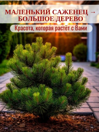 Сосна горная Мугус 15-25см в горшке d9см морозостойкая Возраст 2-3года