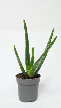 Алоэ Вера / Aloe Vera / диаметр горшка 10см, высота растения 25-30см