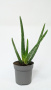 Алоэ Вера / Aloe Vera / диаметр горшка 10см, высота растения 25-30см