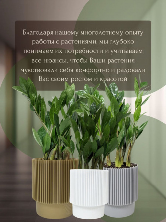 Грунт для замиокулькаса, 2 литра, готовый многокомпонентный субстрат