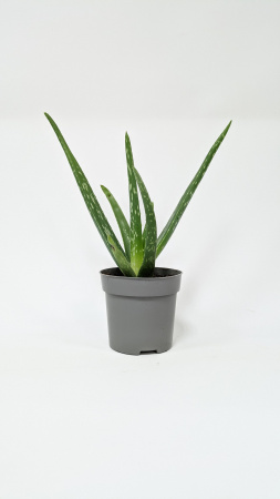 Алоэ Вера / Aloe Vera / диаметр горшка 10см, высота растения 25-30см