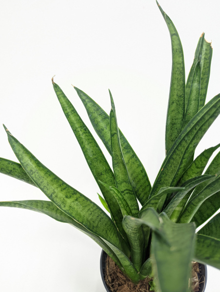 Сансевиерия Лиллипут / Sansevieria Lilliput / диаметр горшка 8см, высота 20-25см