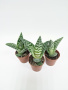 Алоэ Вариегата пестрое или тигровое / набор 3шт / Aloe Variegata / диаметр горшка 5см, высота растен