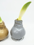 Амариллис 2шт живой цветок без полива / декоративная луковица в воске / Гиппеаструм цветущий / Золот