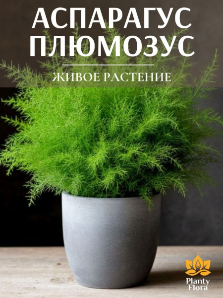 Аспарагус Плюмозус перистый живое растение в горшке D7см