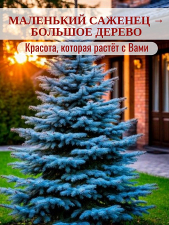 Голубая Ель Канадская Сандерс Блю 25-35см в горшке d9см морозостойкая Возраст 2-3года