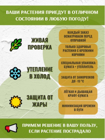 Фикус Лирата Бамбино в горшке D9см, живое растение