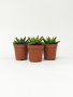 Хавортия Энон / набор 3шт / Haworthia Enon, диаметр горшка 5см, высота растения 6-8см